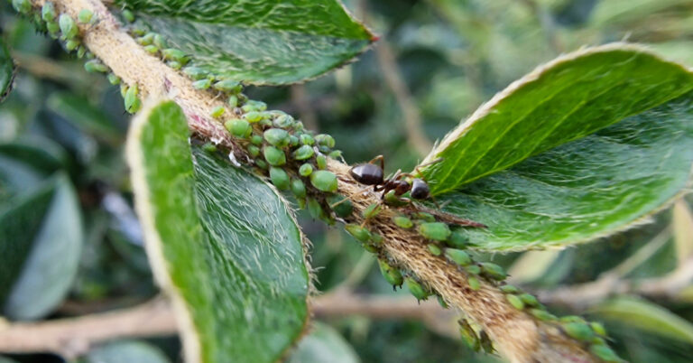  Aifidí Feithidí in Aphididae