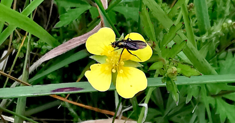  Cuil Mharcais Bibio spp.