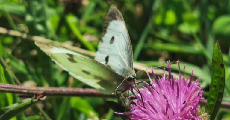  An Bhánóg Mhór Pieris brassicae