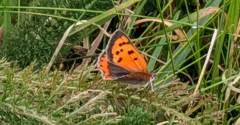 An Chopróg Bheag Lycaena phlaeas